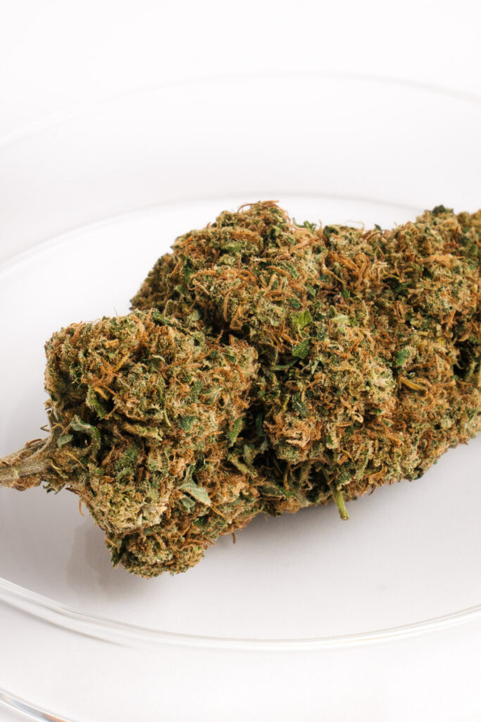 Cogollo pegajoso y resinoso de Gorilla Glue CBD con tonos verde bosque.