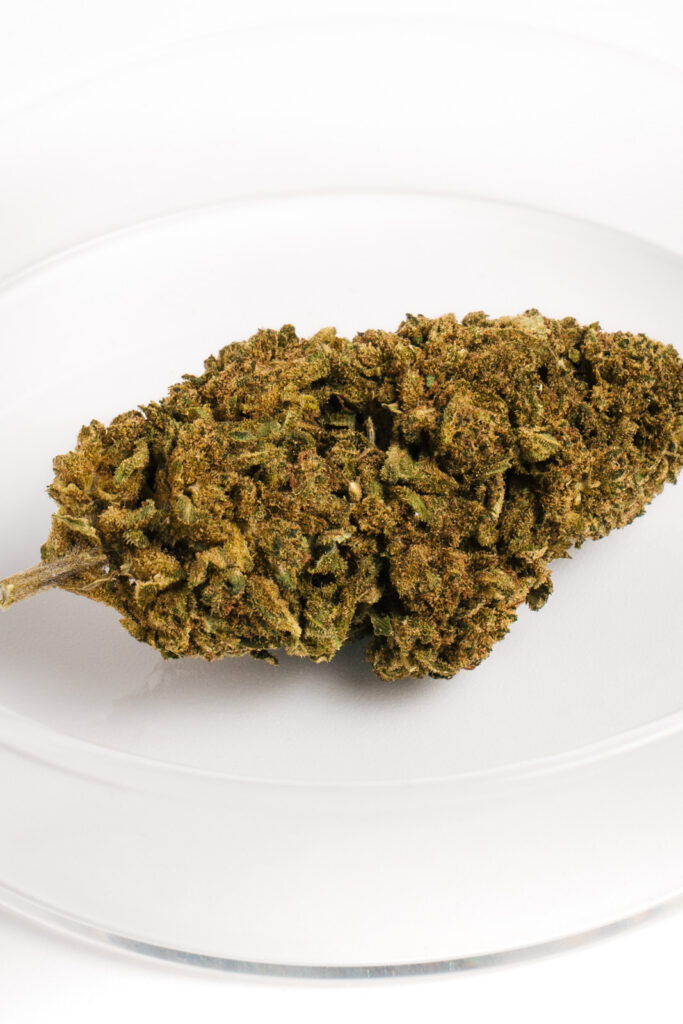 Cogollo de Banana Smash CBD con tonos verdes y resina con aroma a plátano.