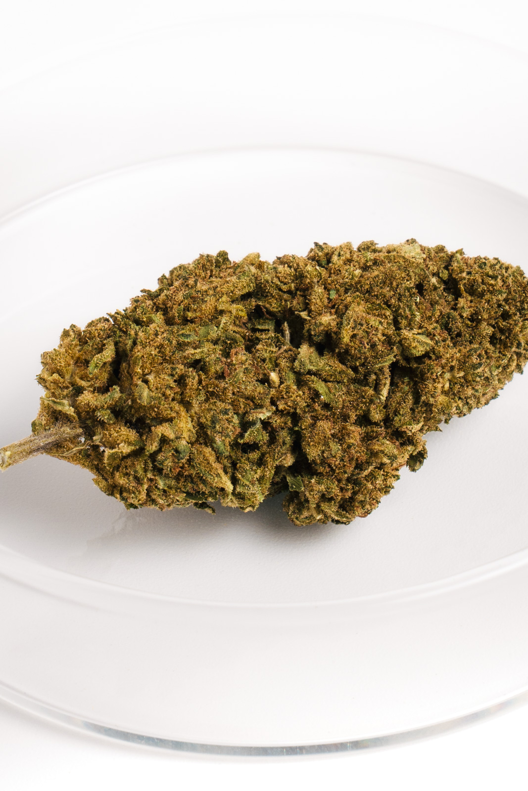 Cogollo de Banana Smash CBD con tonos verdes y resina con aroma a plátano.