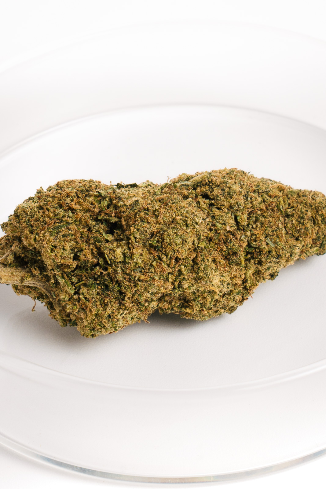Cogollo denso de Bubble Gum CBD indoor con resina y aroma a chicle.