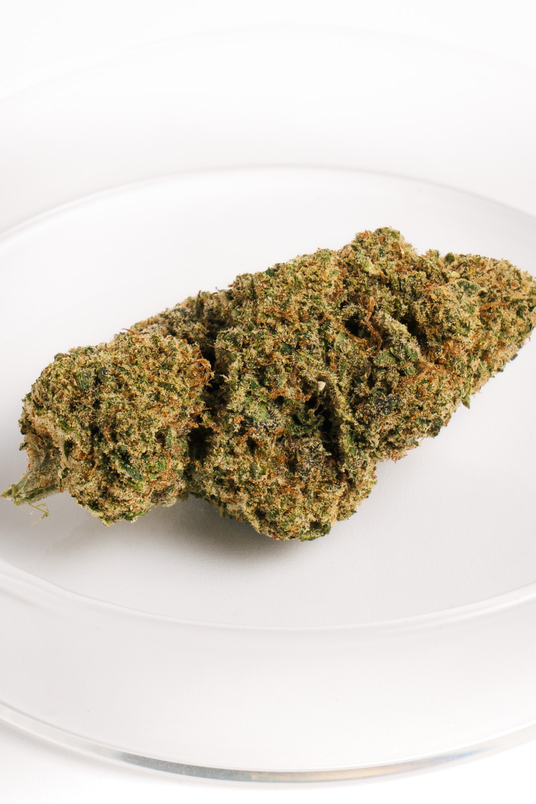 Cogollo compacto de Cheese Grape CBD indoor con resina densa y aroma intenso.